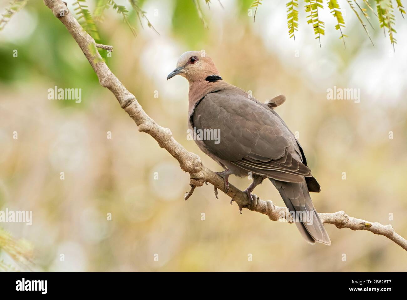 Colomba a occhi rossi, Streptopelia semitorquata, adulto arroccato nell'albero, Gambia Foto Stock