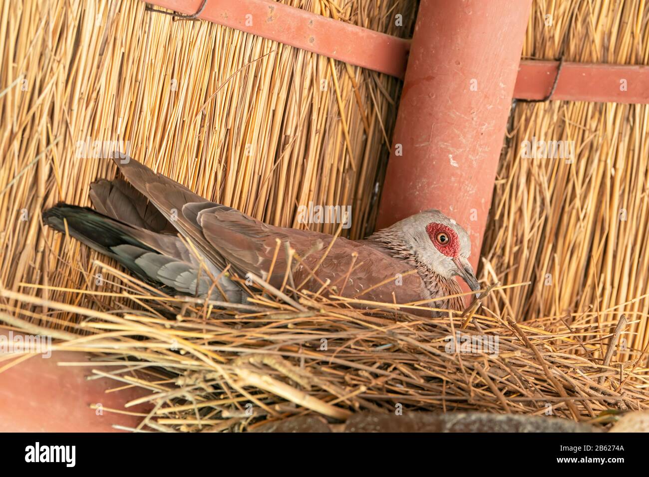 Piccione puntellato, faraone Columba, adulto seduto sul nido in costruzione artificiale, Gambia Foto Stock