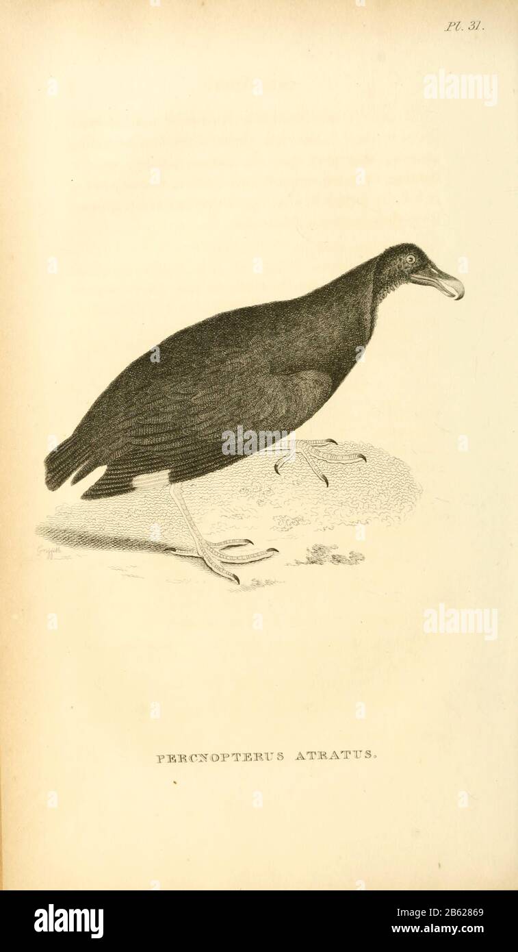 Percnopterus atatus avvoltoio egiziano (Neophron percentopterus), dal volume XIII (Aves) Parte 2, di 'Zoologia generale o Storia Naturale Sistematica' dal naturalista britannico George Shaw (1751-1813). Griffith, signora, incisore. Heath, Charles, 1785-1848, incisore. Stephens, James Francis, 1792-1853 Pubblicato a Londra nel 1825 da G. Kearsley Foto Stock