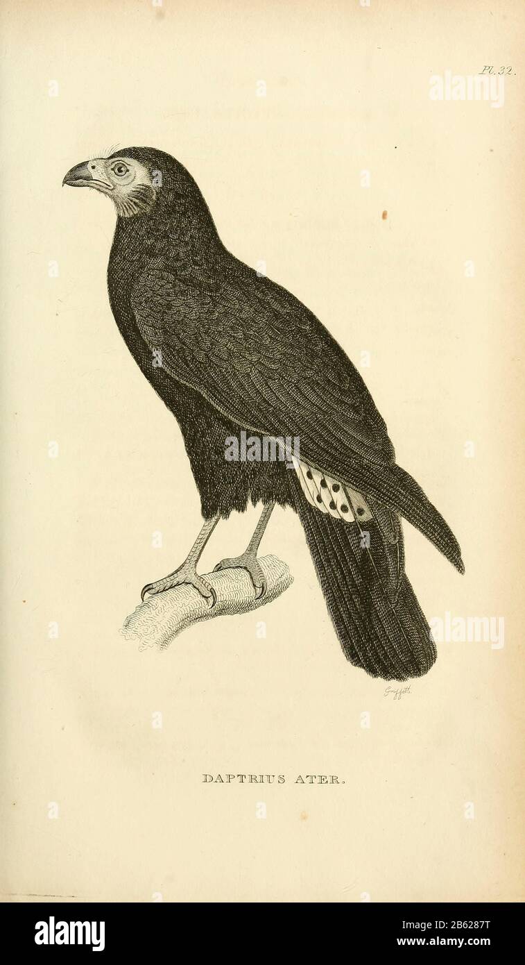 La caracara nera (Daptrius ater) è una specie di rapace della famiglia Falconidae, appartenente alla famiglia Amazoniana e alla Guiana francese, appartenente al volume XIII (Aves), Parte 2, di "Zoologia generale o Storia Naturale Sistematica" del naturalista britannico George Shaw (1751-1813). Griffith, signora, incisore. Heath, Charles, 1785-1848, incisore. Stephens, James Francis, 1792-1853 Pubblicato a Londra nel 1825 da G. Kearsley Foto Stock
