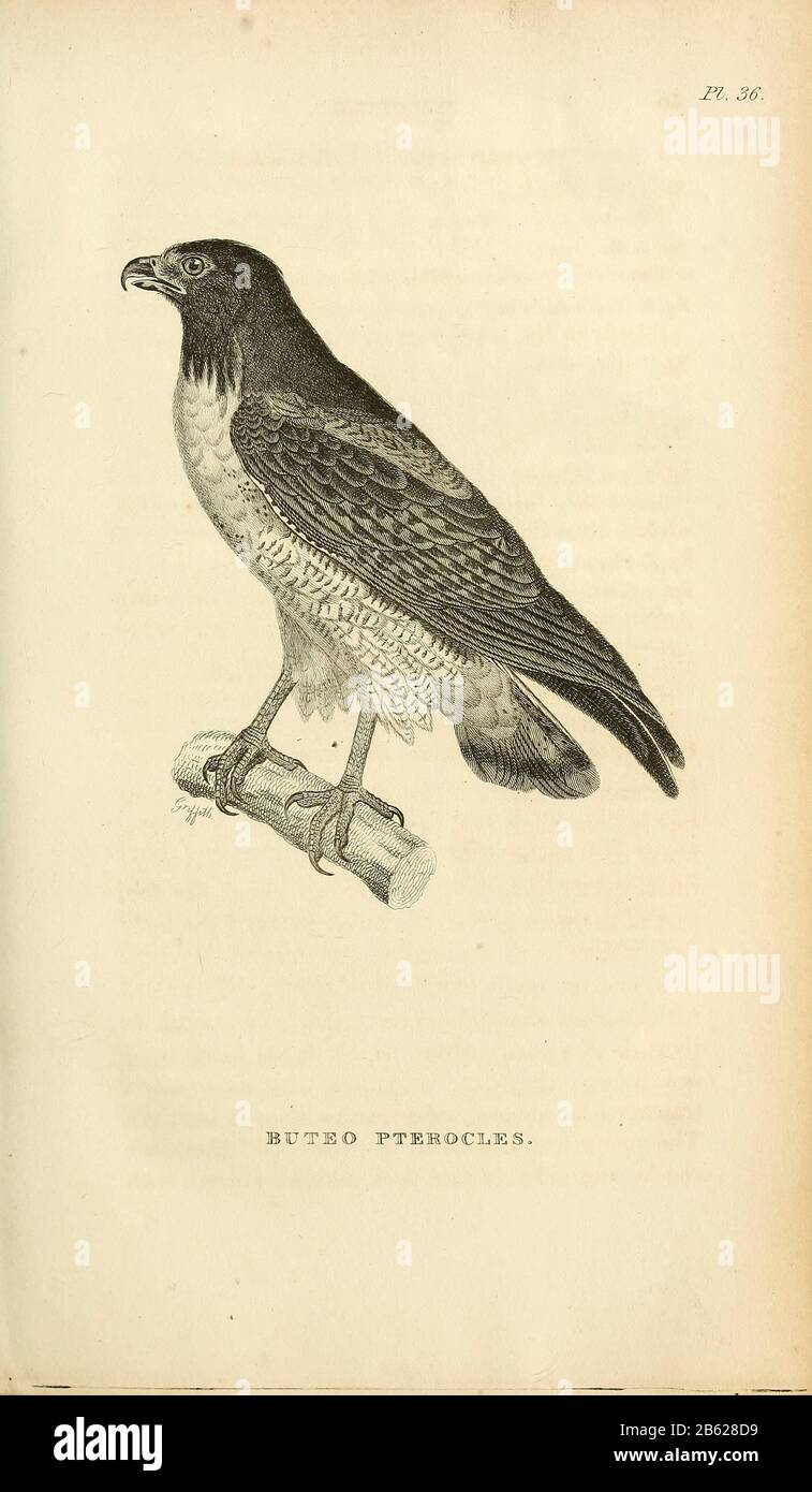 Buteo Pterocles - Hawk dalla coda bianca del volume XIII (Aves) Parte 2, di 'Zoologia generale o Storia Naturale Sistematica' dal naturalista britannico George Shaw (1751-1813). Griffith, signora, incisore. Heath, Charles, 1785-1848, incisore. Stephens, James Francis, 1792-1853 Pubblicato a Londra nel 1825 da G. Kearsley Foto Stock