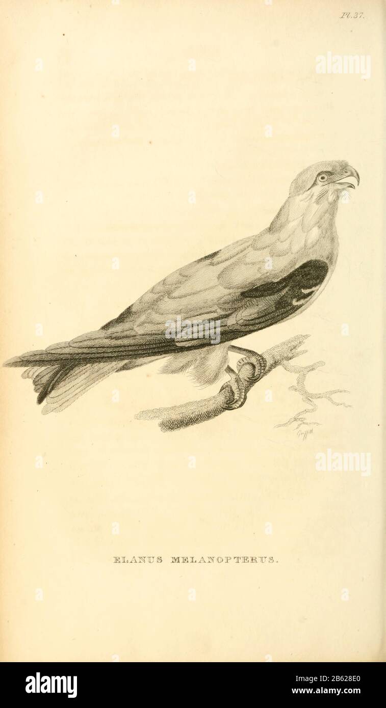 Aquilone alato nero (Elanus caeruleus) (qui chiamato elanus melanopterus), conosciuto anche come aquilone a spalla nera, è un piccolo rapace diurno della famiglia Accipitridae del volume XIII (Aves) Parte 2, di 'Zoologia generale o Storia Naturale Sistematica' del naturalista britannico George Shaw (1751-1813). Griffith, signora, incisore. Heath, Charles, 1785-1848, incisore. Stephens, James Francis, 1792-1853 Pubblicato a Londra nel 1825 da G. Kearsley Foto Stock