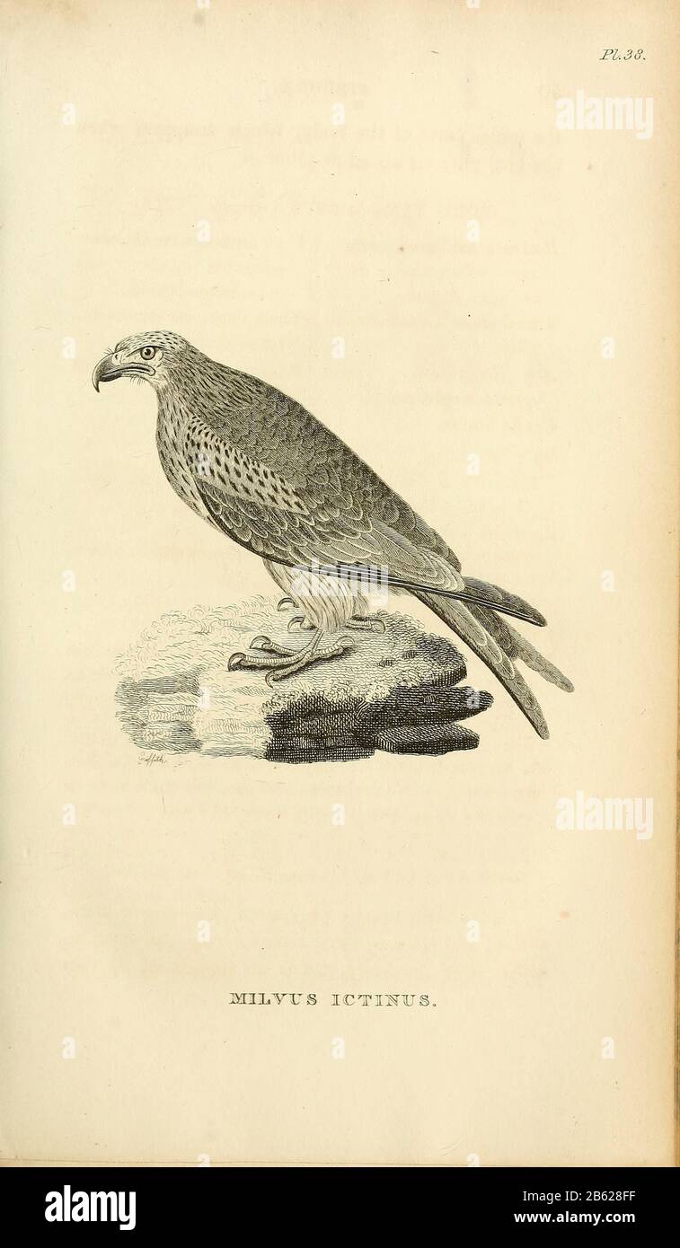 Milvus ictinus rapaci dal volume XIII (Aves) Parte 2, di "Zoologia Generale o Storia Naturale Sistematica" del naturalista britannico George Shaw (1751-1813). Griffith, signora, incisore. Heath, Charles, 1785-1848, incisore. Stephens, James Francis, 1792-1853 Pubblicato a Londra nel 1825 da G. Kearsley Foto Stock