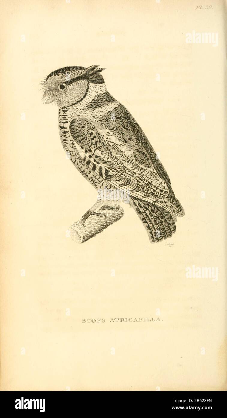 Scops Atricapilla - Screech Owl dal volume XIII (Aves) Parte 2, di 'Zoologia Generale o Storia Naturale Sistematica' dal naturalista britannico George Shaw (1751-1813). Griffith, signora, incisore. Heath, Charles, 1785-1848, incisore. Stephens, James Francis, 1792-1853 Pubblicato a Londra nel 1825 da G. Kearsley Foto Stock