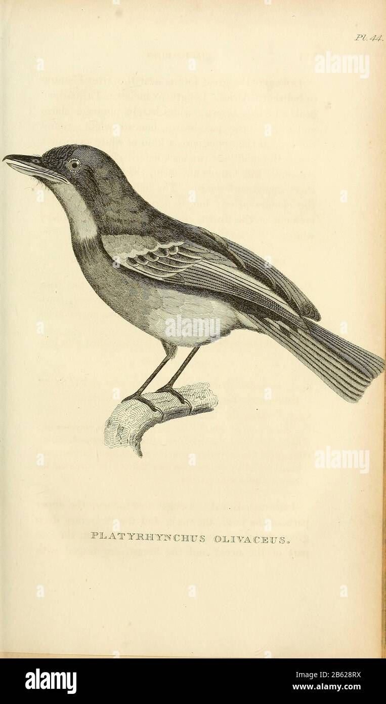 Platyrhynchus olivaceus dal volume XIII (Aves) Parte 2, di 'Zoologia Generale o Storia Naturale Sistematica' dal naturalista britannico George Shaw (1751-1813). Griffith, signora, incisore. Heath, Charles, 1785-1848, incisore. Stephens, James Francis, 1792-1853 Pubblicato a Londra nel 1825 da G. Kearsley Foto Stock
