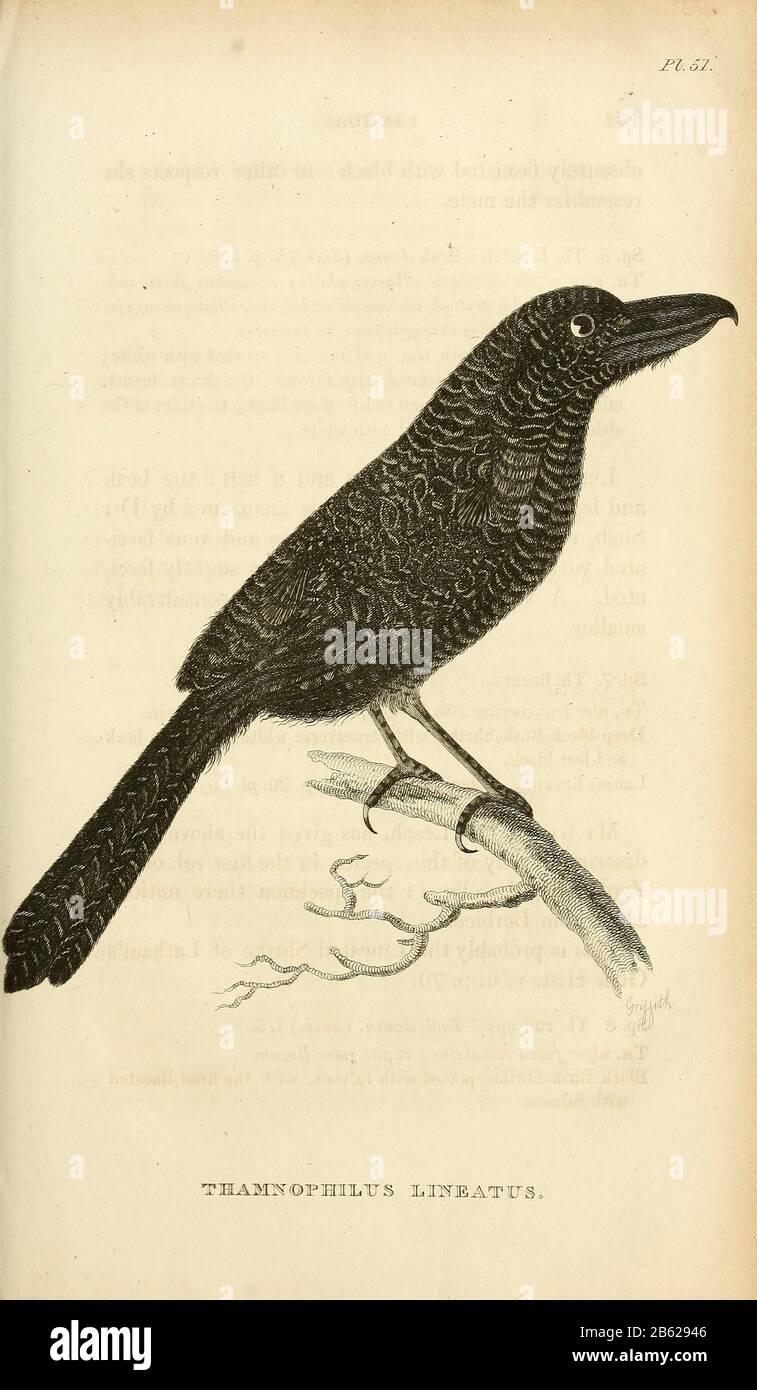 Thamnophilus lineatus dal volume XIII (Aves) Parte 2, di 'Zoologia generale o Storia Naturale Sistematica' dal naturalista britannico George Shaw (1751-1813). Griffith, signora, incisore. Heath, Charles, 1785-1848, incisore. Stephens, James Francis, 1792-1853 Pubblicato a Londra nel 1825 da G. Kearsley Foto Stock