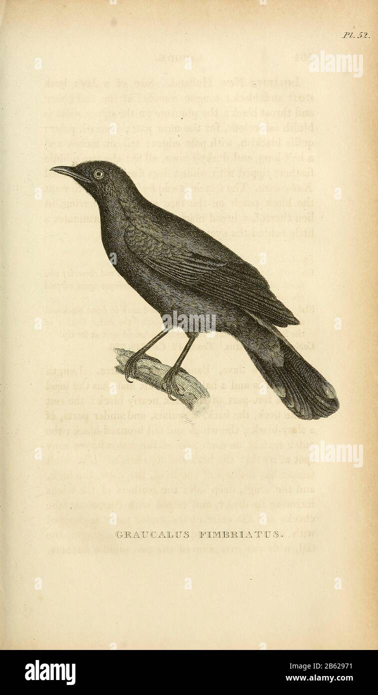 Graucalus fimbriatus dal volume XIII (Aves) Parte 2, di 'Zoologia Generale o Storia Naturale Sistematica' dal naturalista britannico George Shaw (1751-1813). Griffith, signora, incisore. Heath, Charles, 1785-1848, incisore. Stephens, James Francis, 1792-1853 Pubblicato a Londra nel 1825 da G. Kearsley Foto Stock