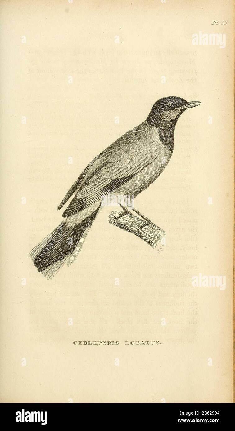 Ceplepiris lobatus dal volume XIII (Aves) Parte 2, di 'Zoologia Generale o Storia Naturale Sistematica' dal naturalista britannico George Shaw (1751-1813). Griffith, signora, incisore. Heath, Charles, 1785-1848, incisore. Stephens, James Francis, 1792-1853 Pubblicato a Londra nel 1825 da G. Kearsley Foto Stock