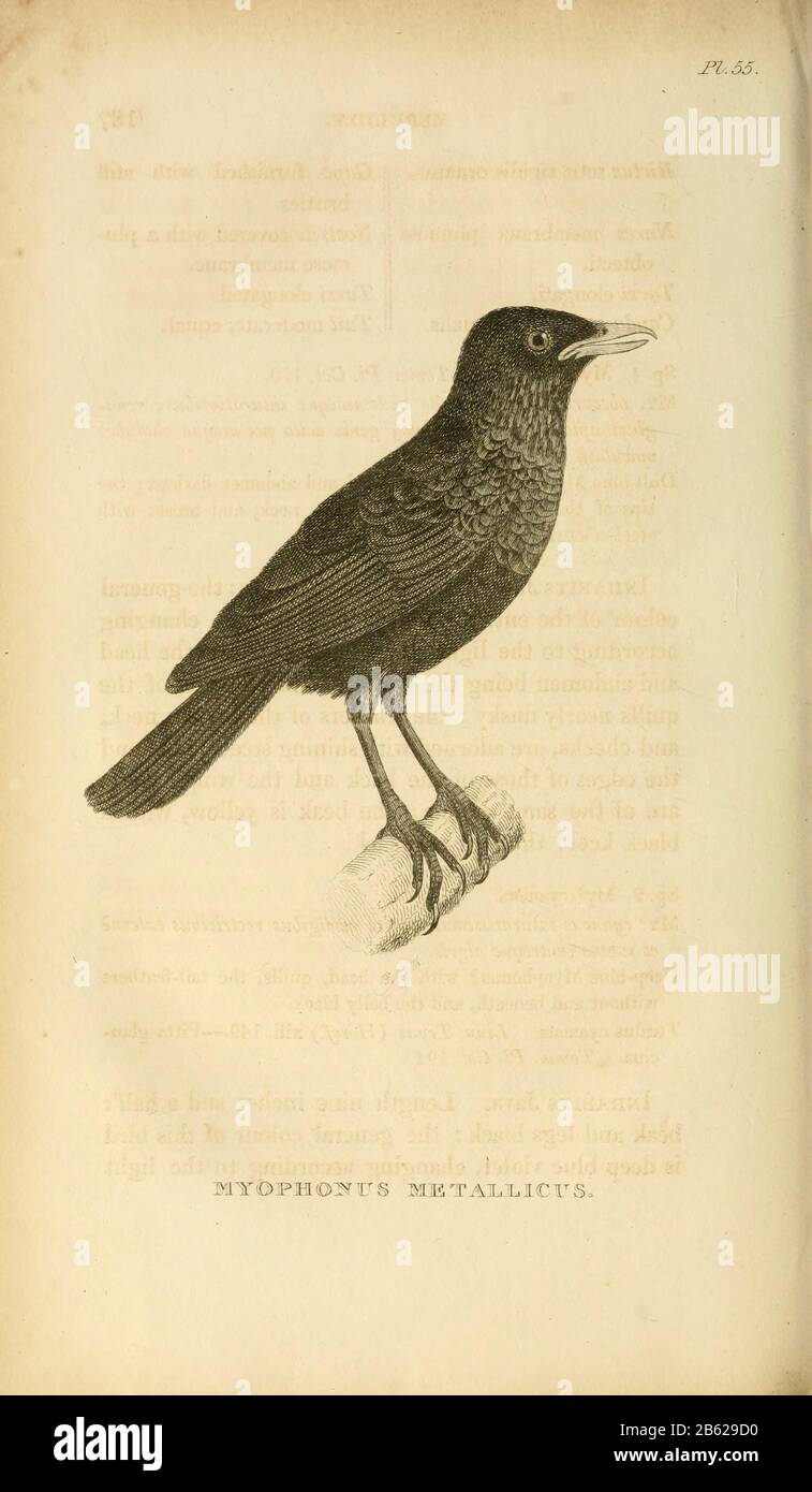 Whistling Thrush (Myophonus Metallicus) dal volume XIII (Aves) Parte 2, di 'Zoologia generale o Storia Naturale Sistematica' dal naturalista britannico George Shaw (1751-1813). Griffith, signora, incisore. Heath, Charles, 1785-1848, incisore. Stephens, James Francis, 1792-1853 Pubblicato a Londra nel 1825 da G. Kearsley Foto Stock