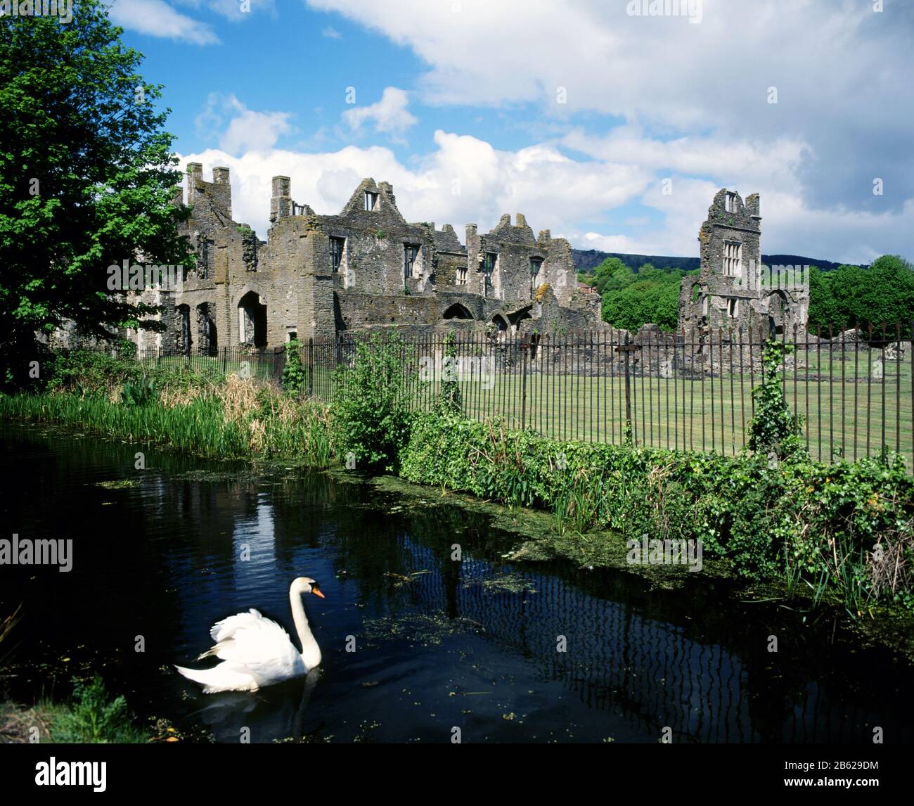 Swan sul Tennant Canal con l'Abbazia di Neath in background, Neath, Galles del Sud. Foto Stock