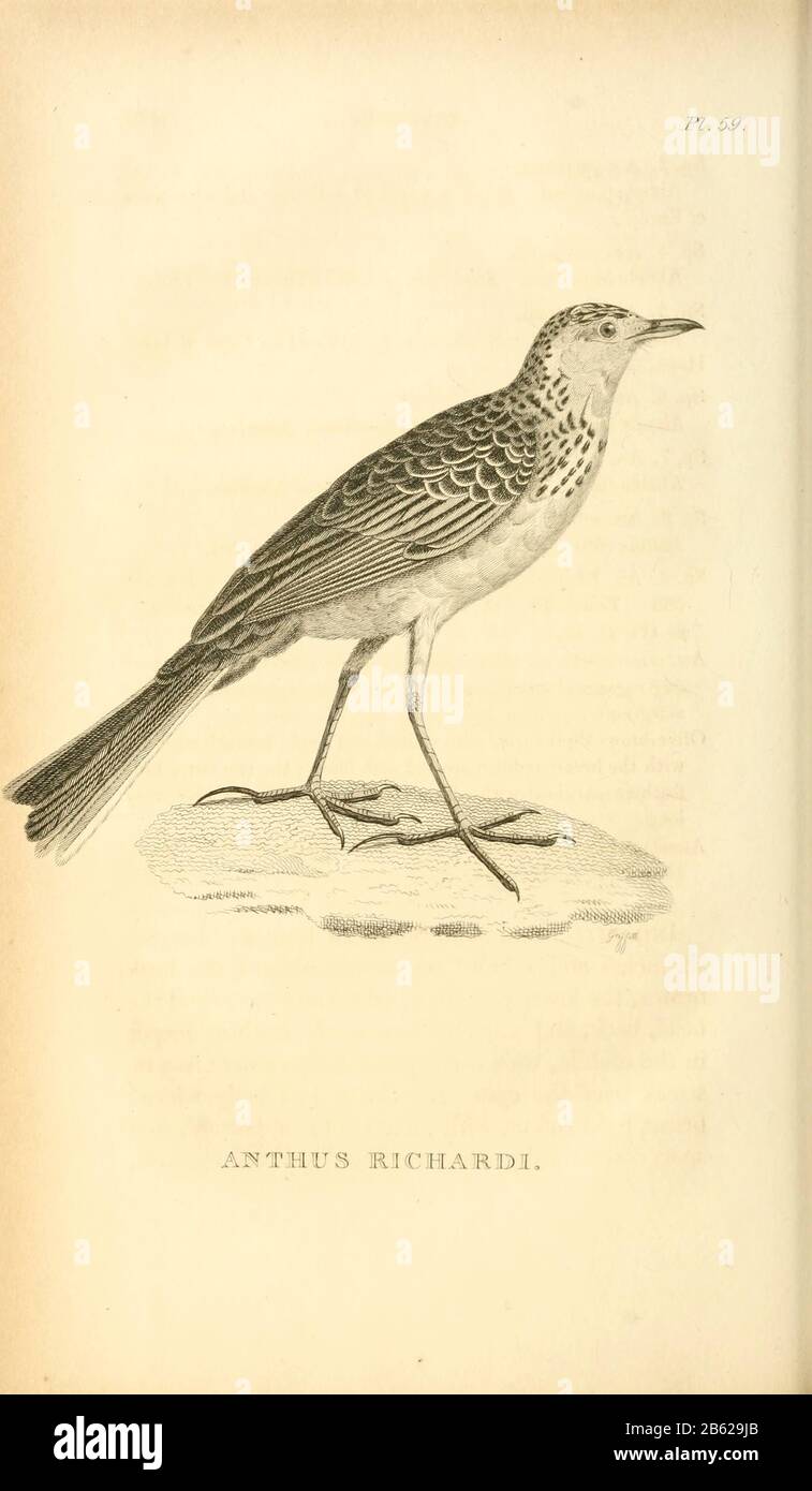 La pipa di Richard (Anthus richardi) è un uccello passerino di medie dimensioni che si allea in praterie aperte nell'Asia settentrionale. Si tratta di un migrante a lunga distanza che si sposta verso le pianure aperte nel subcontinente indiano e nel sud-est asiatico. È un raro ma regolare vampante per l'Europa occidentale. Dal volume XIII (Aves) Parte 2, di 'Zoologia generale o Storia Naturale Sistematica' dal naturalista britannico George Shaw (1751-1813). Griffith, signora, incisore. Heath, Charles, 1785-1848, incisore. Stephens, James Francis, 1792-1853 Pubblicato a Londra nel 1825 da G. Kearsley Foto Stock