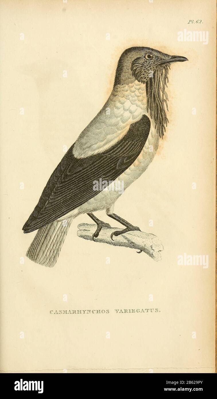 Casmarhynchos variegatus dal volume XIII (Aves) Parte 2, di 'Zoologia Generale o Storia Naturale Sistematica' dal naturalista britannico George Shaw (1751-1813). Griffith, signora, incisore. Heath, Charles, 1785-1848, incisore. Stephens, James Francis, 1792-1853 Pubblicato a Londra nel 1825 da G. Kearsley Foto Stock