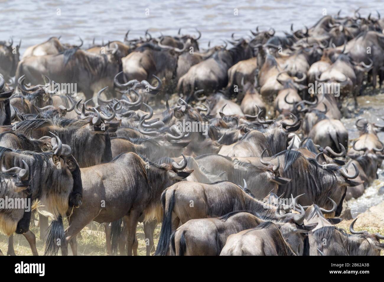 Blue hotel, brindled gnu (Connocaetes taurinus) mandria che entra nel fiume Mara per attraversare durante la grande migrazione, Serengeti parco nazionale, Tanza Foto Stock