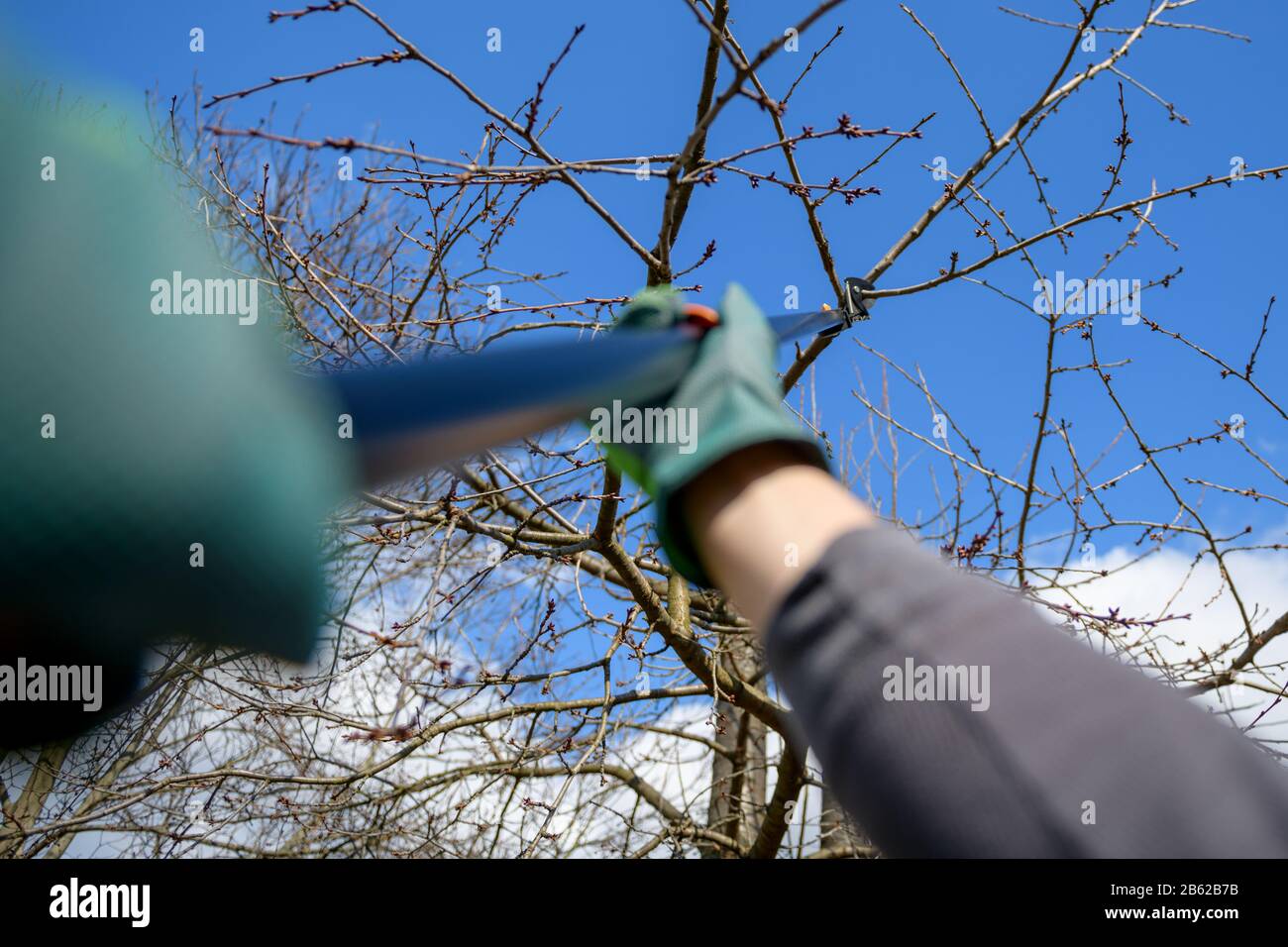 Uomo irriconoscibile potando alberi di frutta nel suo giardino. Giardiniere maschio con cesoia telescopica per potatura. Giardinaggio primavera. Punto di vista personale Foto Stock