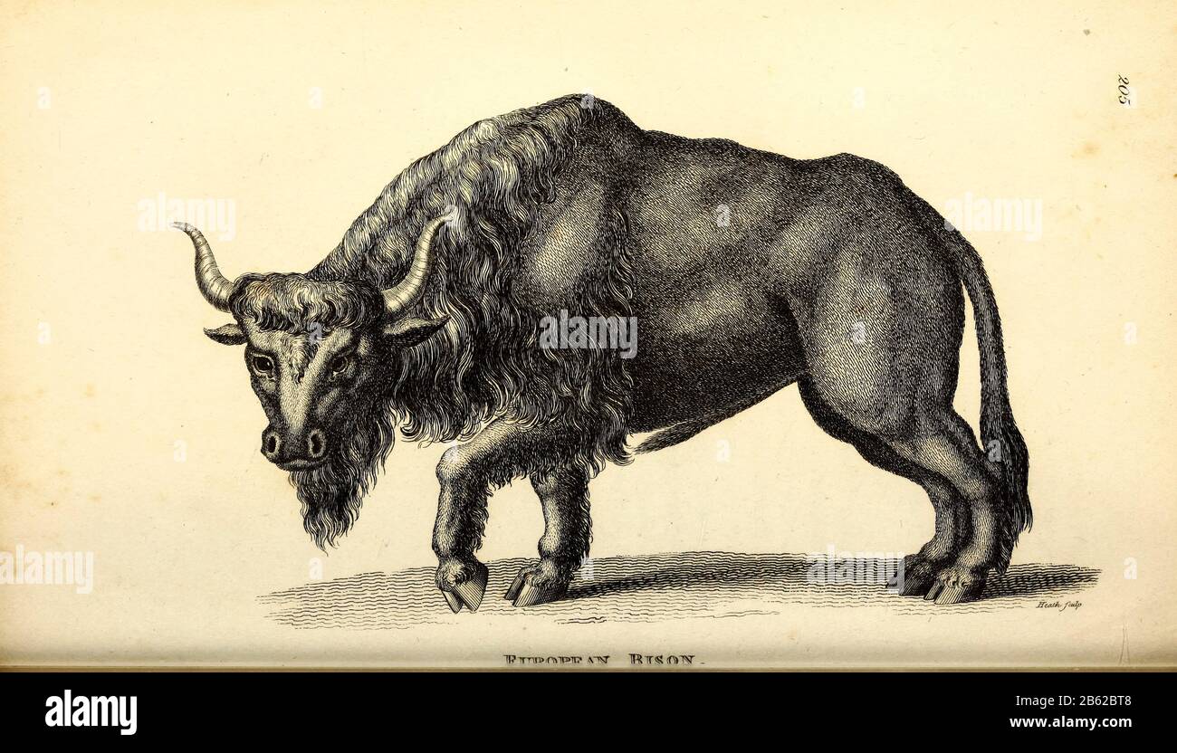 Bisonte europeo (Bison bonasus, anche noto come wipent) di zoologia generale, o, Storia naturale Sistematica Vol II Parte 2 Mammalia, di Shaw, George, 1751-1813; Stephens, James Francis, 1792-1853; Heath, Charles, 1785-1848, incisore; Griffith, signora, incisore; Chappelow. Copperplate Stampato a Londra nel 1801 da G. Kearsley Foto Stock