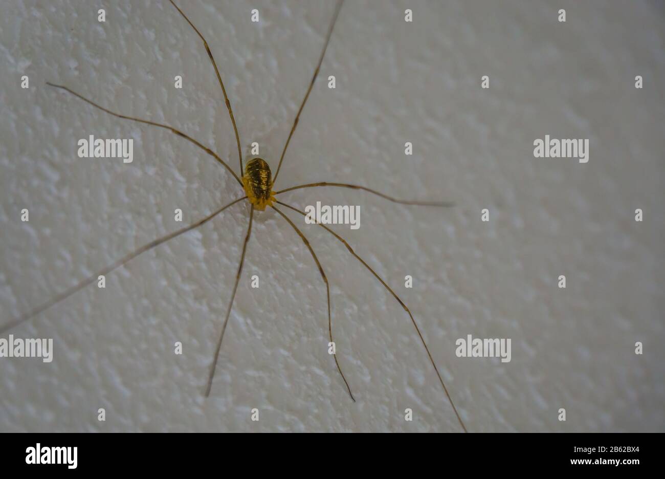 Closeup di un ragno di harvestmen, specie di arachnid comune dall'Europa che si trova spesso nelle case Foto Stock