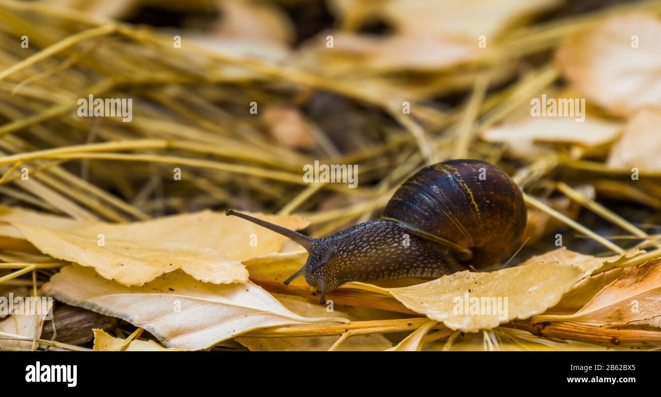Ritratto di closeup di una lumaca romana, comune e popolare Slug specie dall'Europa Foto Stock