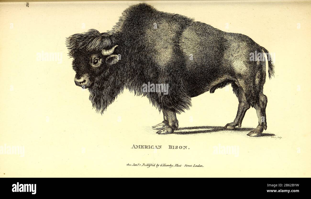 American Bison (Buffalo americano) di zoologia generale, o, storia naturale Sistematica Vol II Parte 2 Mammalia, di Shaw, George, 1751-1813; Stephens, James Francis, 1792-1853; Heath, Charles, 1785-1848, incisore; Griffith, signora, incisore; Chappelow. Copperplate Stampato a Londra nel 1801 da G. Kearsley Foto Stock