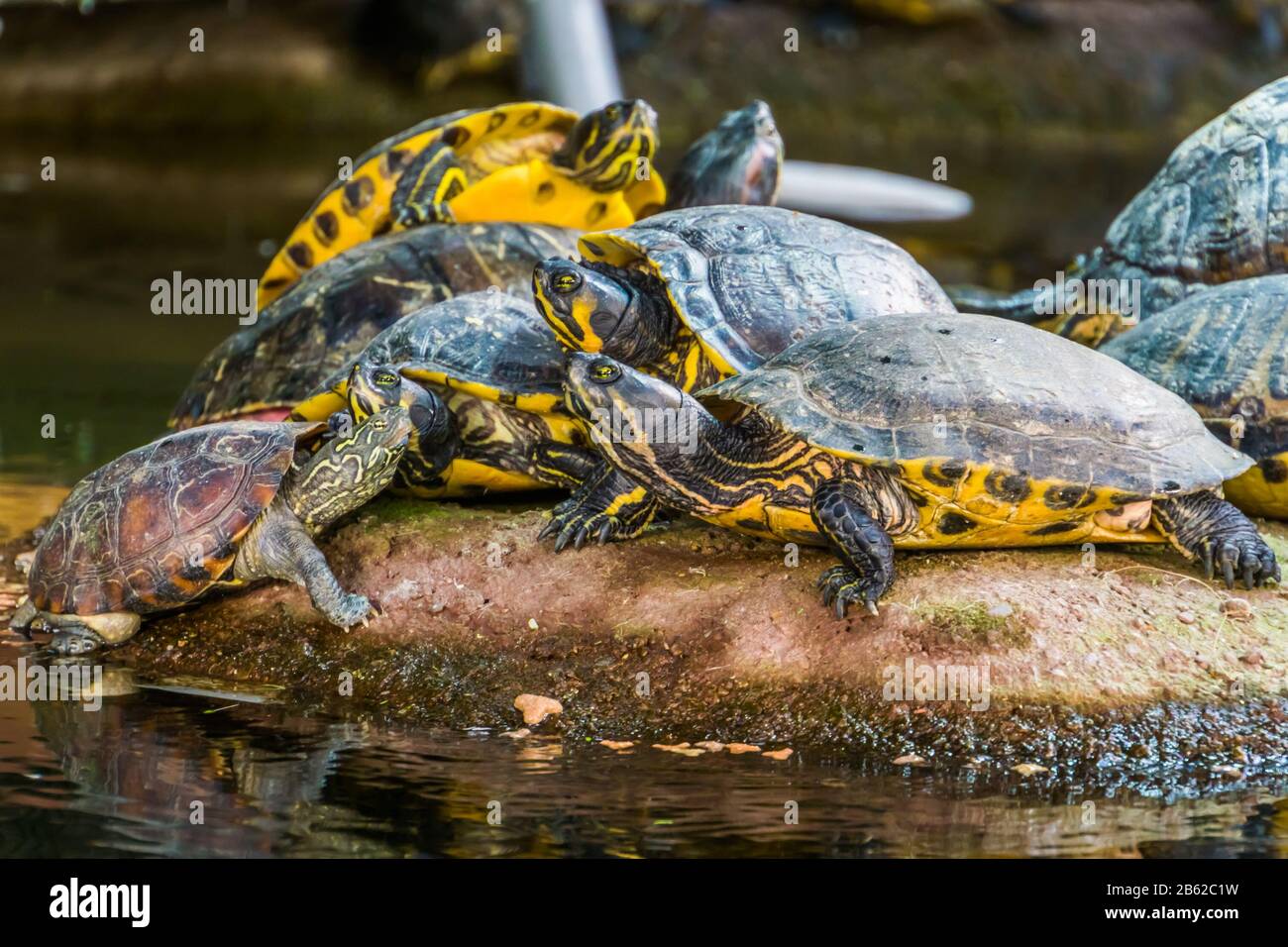 Gruppo di tartarughe di palude che si crogiolano, comportamento animale tipico, specie tropicale rettile dall'America Foto Stock