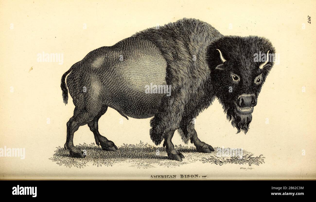 American Bison (Buffalo americano) di zoologia generale, o, storia naturale Sistematica Vol II Parte 2 Mammalia, di Shaw, George, 1751-1813; Stephens, James Francis, 1792-1853; Heath, Charles, 1785-1848, incisore; Griffith, signora, incisore; Chappelow. Copperplate Stampato a Londra nel 1801 da G. Kearsley Foto Stock