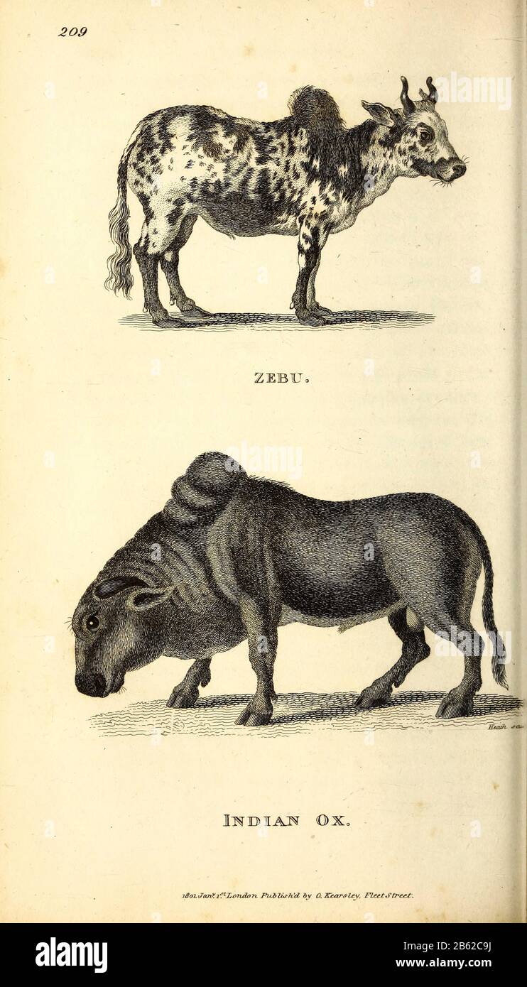 Zebu e Ox indiana di zoologia generale, o, Sistematica storia naturale Vol II Parte 2 Mammalia, di Shaw, George, 1751-1813; Stephens, James Francis, 1792-1853; Heath, Charles, 1785-1848, incisore; Griffith, signora, incisore; Chappelow. Copperplate Stampato a Londra nel 1801 da G. Kearsley Foto Stock