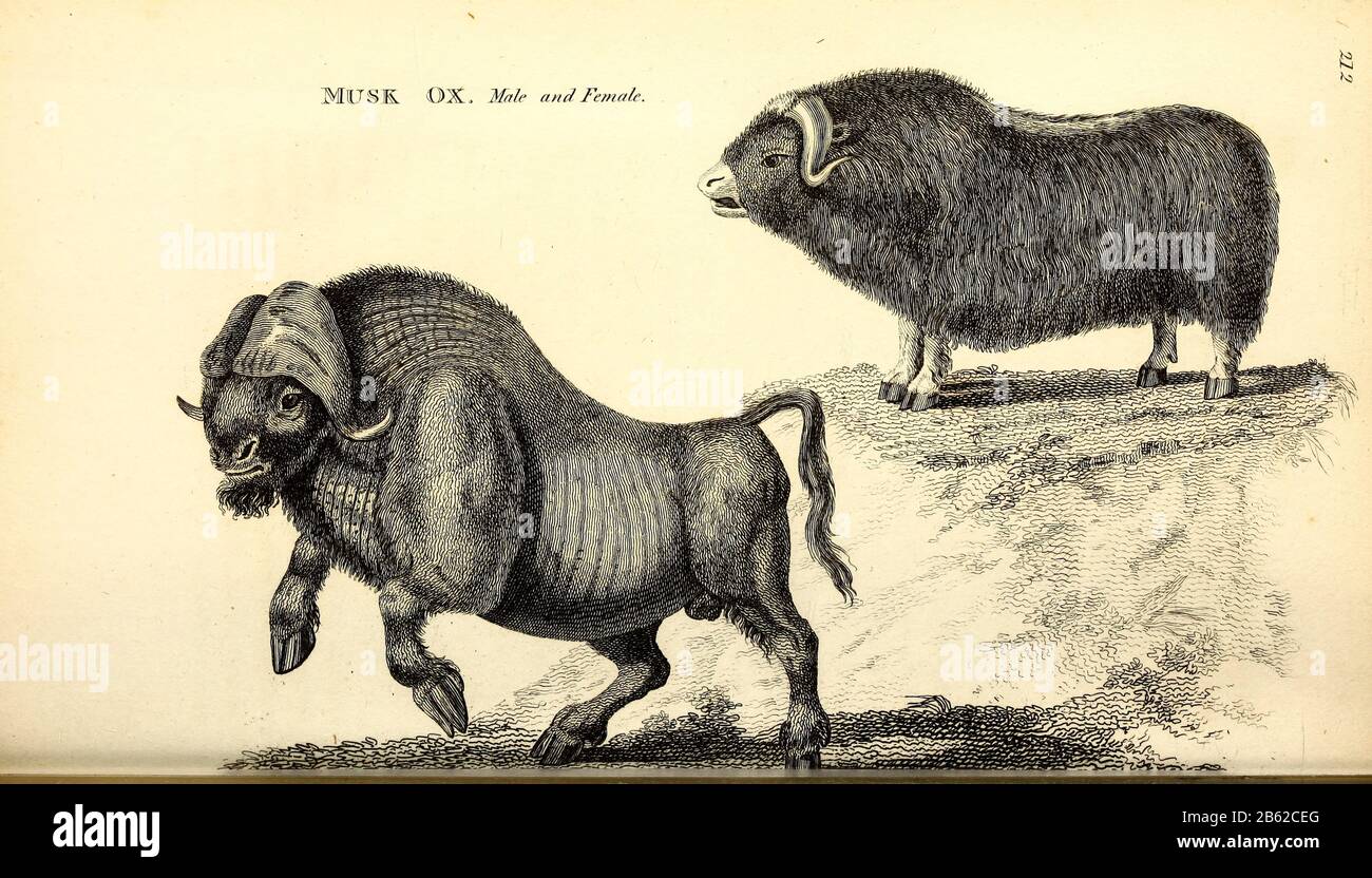 Musk Ox maschio e femmina (muskox - Ovibos moschatus) di zoologia generale, o, storia naturale Sistematica Vol II Parte 2 Mammalia, di Shaw, George, 1751-1813; Stephens, James Francis, 1792-1853; Heath, Charles, 1785-1848, incisore; Griffith, signora, incisore; Chappelow. Copperplate Stampato a Londra nel 1801 da G. Kearsley Foto Stock