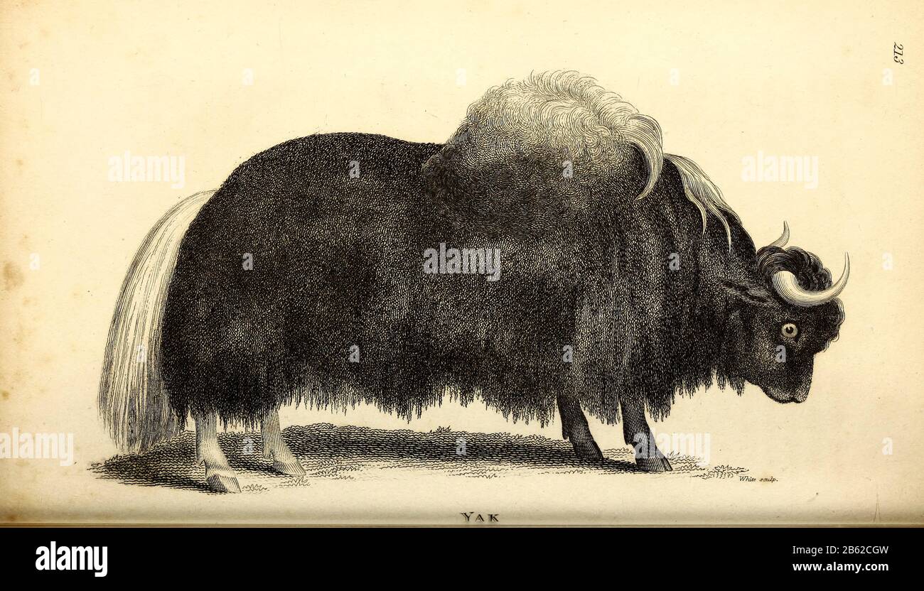 Yak della zoologia generale, o, storia naturale Sistematica Vol II Parte 2 Mammalia, di Shaw, George, 1751-1813; Stephens, James Francis, 1792-1853; Heath, Charles, 1785-1848, incisore; Griffith, signora, incisore; Chappelow. Copperplate Stampato a Londra nel 1801 da G. Kearsley Foto Stock