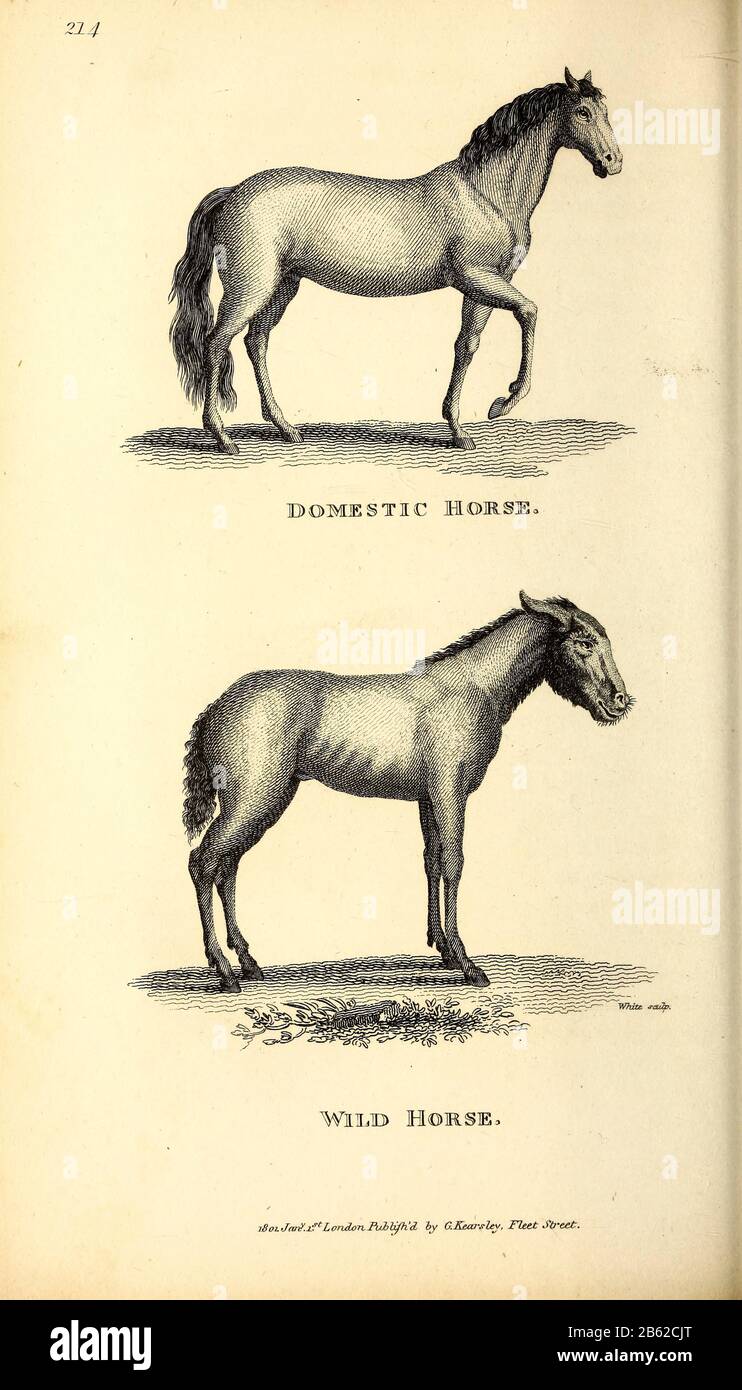 Cavalli selvatici e nazionali di zoologia generale, o, Sistematica storia naturale Vol II Parte 2 Mammalia, di Shaw, George, 1751-1813; Stephens, James Francis, 1792-1853; Heath, Charles, 1785-1848, incisore; Griffith, signora, incisore; Chappelow. Copperplate Stampato a Londra nel 1801 da G. Kearsley Foto Stock