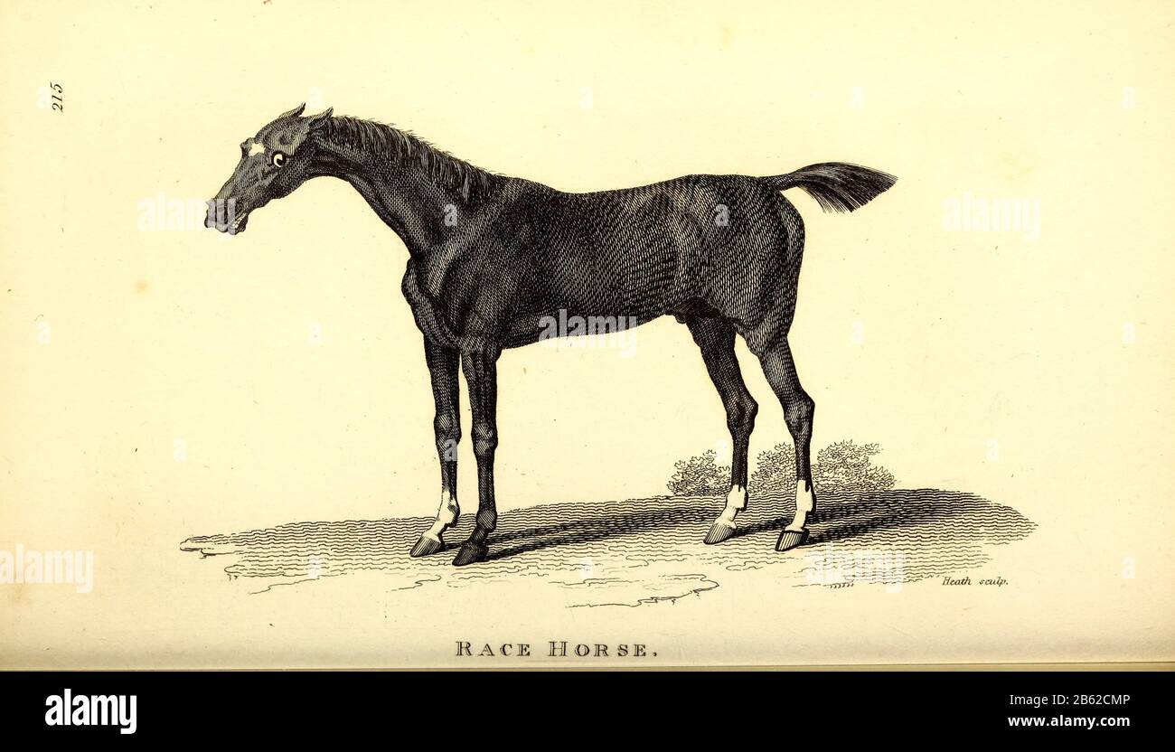 Cavallo da corsa dalla zoologia generale, o, storia naturale Sistematica Vol II Parte 2 Mammalia, da Shaw, George, 1751-1813; Stephens, James Francis, 1792-1853; Heath, Charles, 1785-1848, incisore; Griffith, signora, incisore; Chappelow. Copperplate Stampato a Londra nel 1801 da G. Kearsley Foto Stock