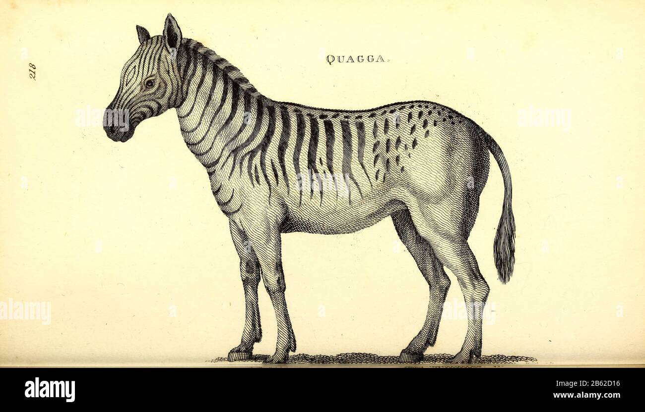 * Quagga di zoologia generale, o, storia naturale Sistematica Vol II Parte 2 Mammalia, di Shaw, George, 1751-1813; Stephens, James Francis, 1792-1853; Heath, Charles, 1785-1848, incisore; Griffith, signora, incisore; Chappelow. Copperplate Stampato a Londra nel 1801 da G. Kearsley Foto Stock