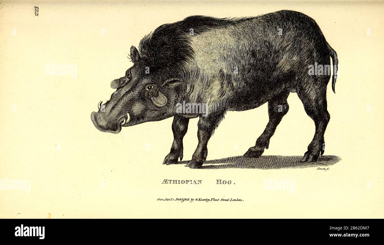 Hog di zoologia generale, o, Sistematica storia naturale Vol II Parte 2 Mammalia, di Shaw, George, 1751-1813; Stephens, James Francis, 1792-1853; Heath, Charles, 1785-1848, incisore; Griffith, signora, incisore; Chappelow. Copperplate Stampato a Londra nel 1801 da G. Kearsley Foto Stock