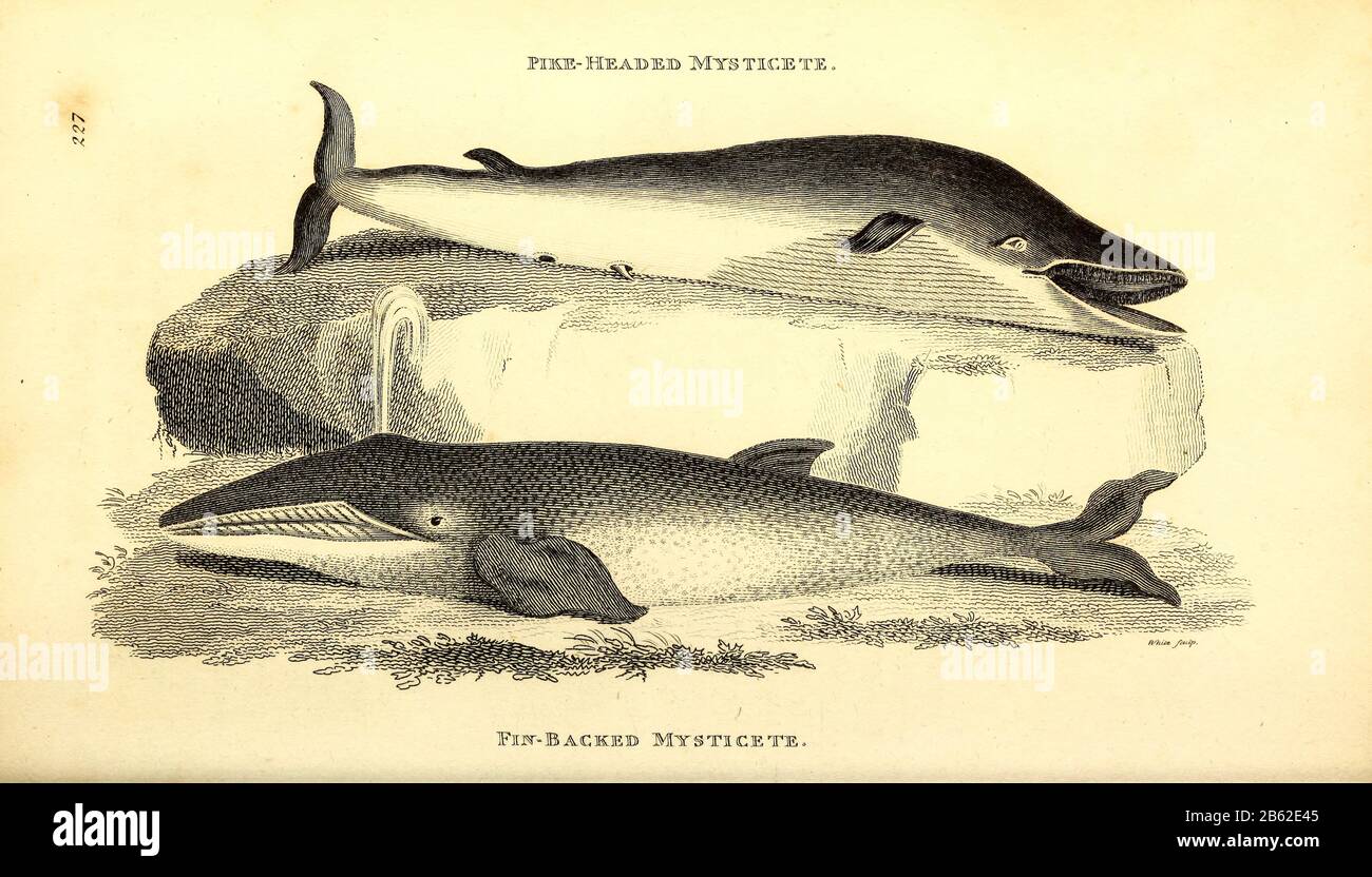 Balene di zoologia generale, o, sistematica storia naturale Vol II Parte 2 Mammalia, di Shaw, George, 1751-1813; Stephens, James Francis, 1792-1853; Heath, Charles, 1785-1848, incisore; Griffith, signora, incisore; Chappelow. Copperplate Stampato a Londra nel 1801 da G. Kearsley Foto Stock Balene di zoologia generale, o, sistematica storia naturale Vol II Parte 2 Mammalia, di Shaw, George, 1751-1813; Stephens, James Francis, 1792-1853; Heath, Charles, 1785-1848, incisore; Griffith, signora, incisore; Chappelow. Copperplate Stampato a Londra nel 1801 da G. Kearsley Foto Stock