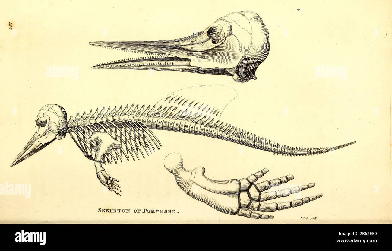 Porpesse (Porpoise) Skeleton di zoologia generale, o, storia naturale Sistematica Vol II Parte 2 Mammalia, di Shaw, George, 1751-1813; Stephens, James Francis, 1792-1853; Heath, Charles, 1785-1848, incisore; Griffith, signora, incisore; Chappelow. Copperplate Stampato a Londra nel 1801 da G. Kearsley Foto Stock