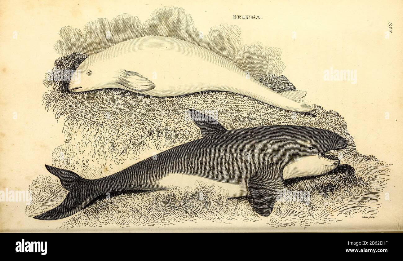 Balena Beluga (Delphinapterus leucas) di zoologia generale, o, sistematica storia naturale Vol II Parte 2 Mammalia, di Shaw, George, 1751-1813; Stephens, James Francis, 1792-1853; Heath, Charles, 1785-1848, incisore; Griffith, Mrs., incisore; Chappelow. Copperplate Stampato a Londra nel 1801 da G. Kearsley Foto Stock