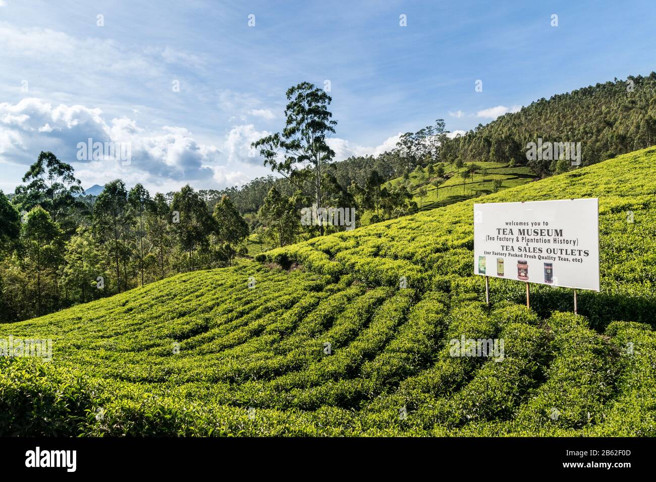 kerala tè giardino vista valle Foto Stock