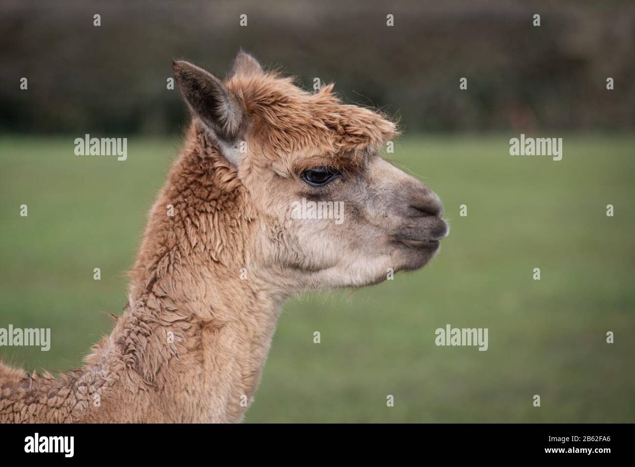 Un ritratto del profilo di primo piano della testa e del collo di un alpaca marrone rivolto verso destra con spazio di copia intorno ad esso Foto Stock