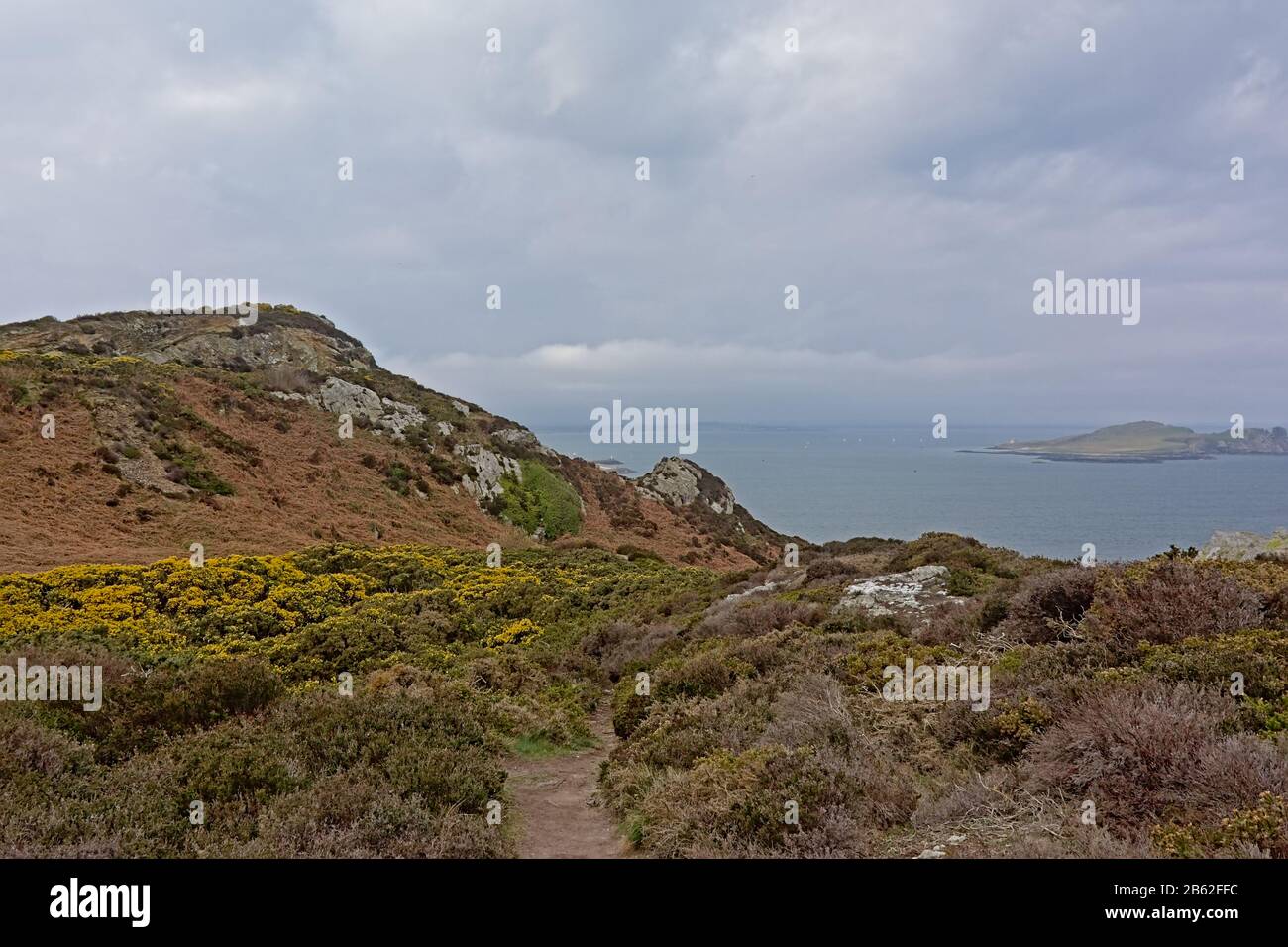 Scogliere rocciose lungo la costa rocciosa del mare del nord di howth, irlanda con cespugli di gola fioriti in una giornata nuvolosa Foto Stock