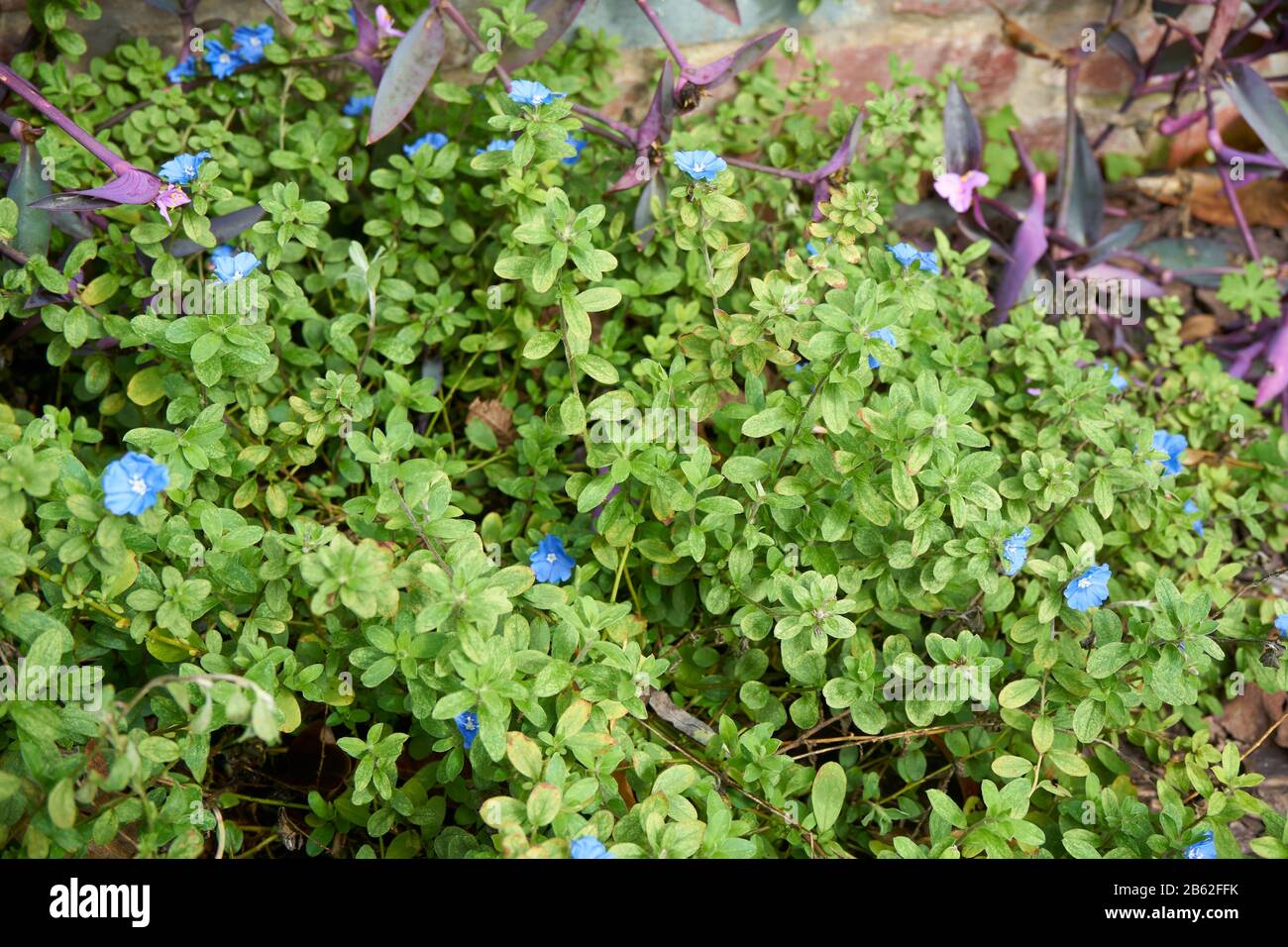 Pianta con piccoli fiori blu. Foto Stock