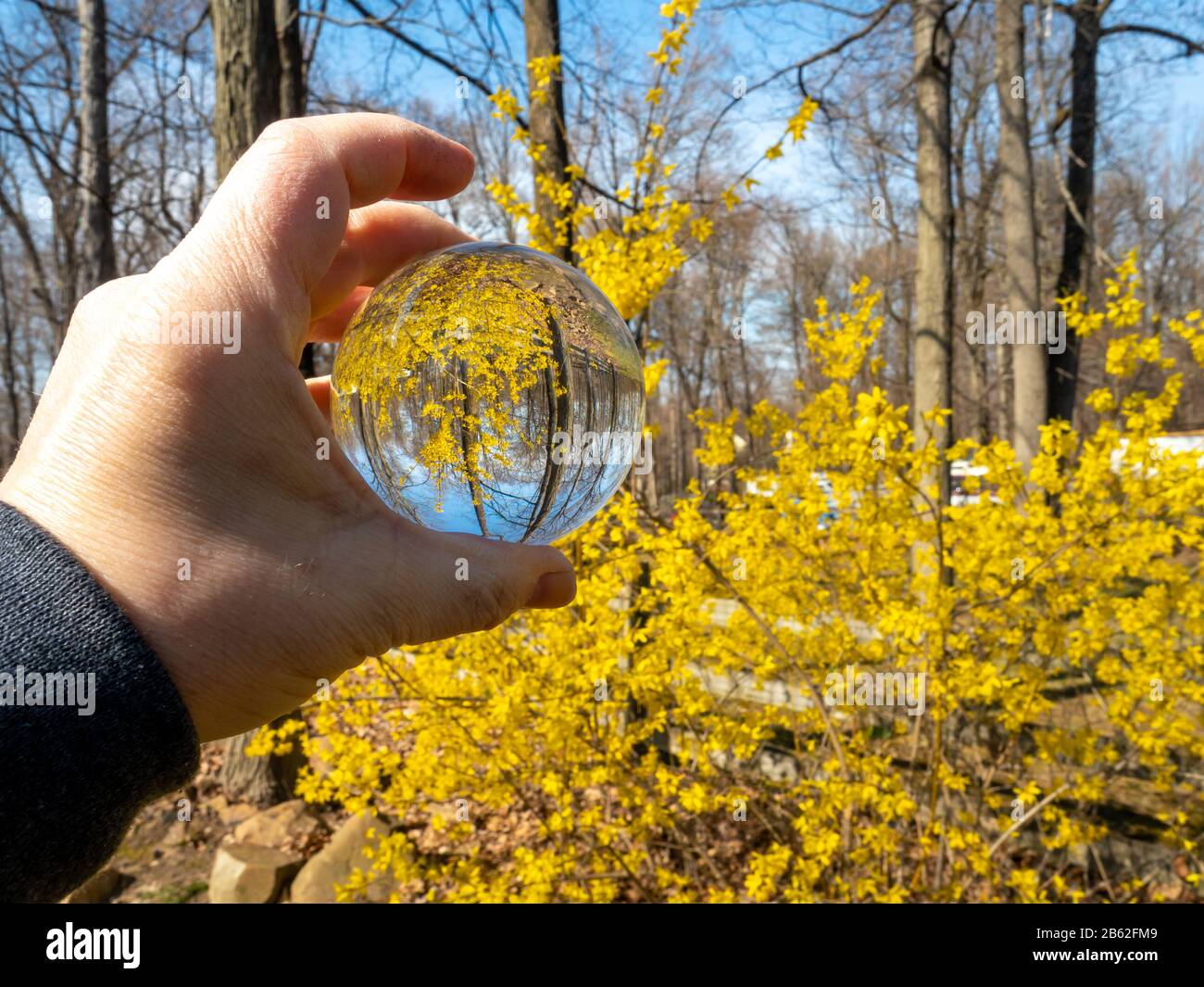 prima forsitia di molla attraverso una sfera di cristallo Foto Stock