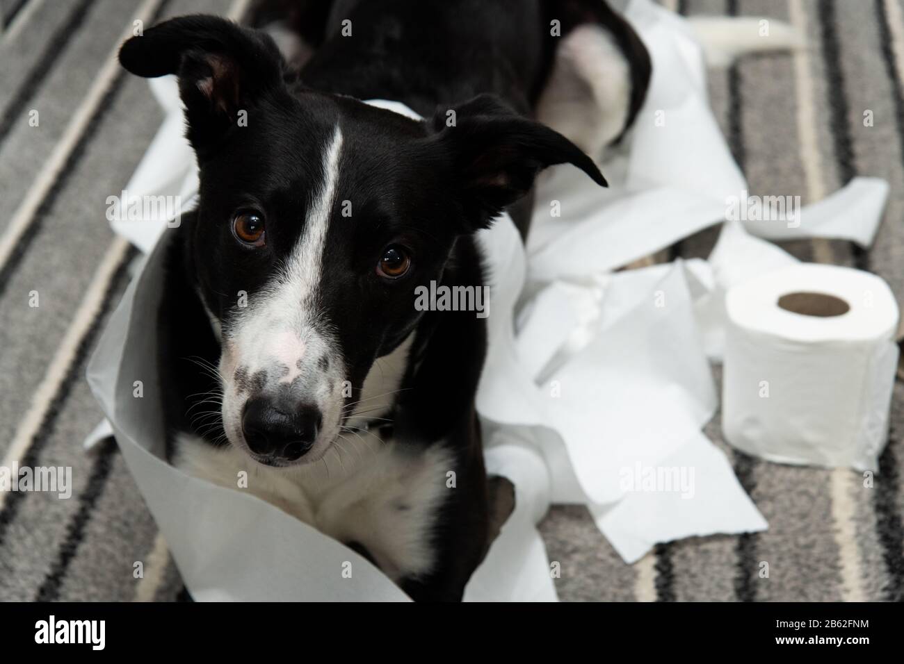 Distruzione domestico dell'animale domestico sul pavimento della camera da letto con un certo pezzo di carta igienica in rotolo. PET Care foto astratta. Grande cane colpevole con faccia divertente. Foto Stock