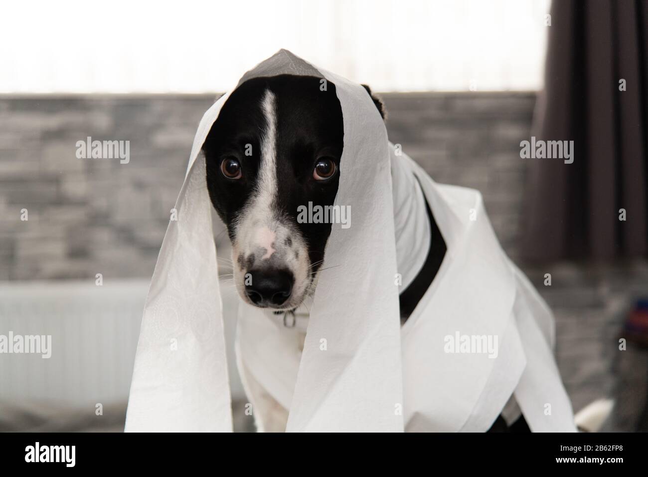 Distruzione domestico dell'animale domestico sul pavimento della camera da letto con un certo pezzo di carta igienica in rotolo. PET Care foto astratta. Grande cane colpevole con faccia divertente. Foto Stock