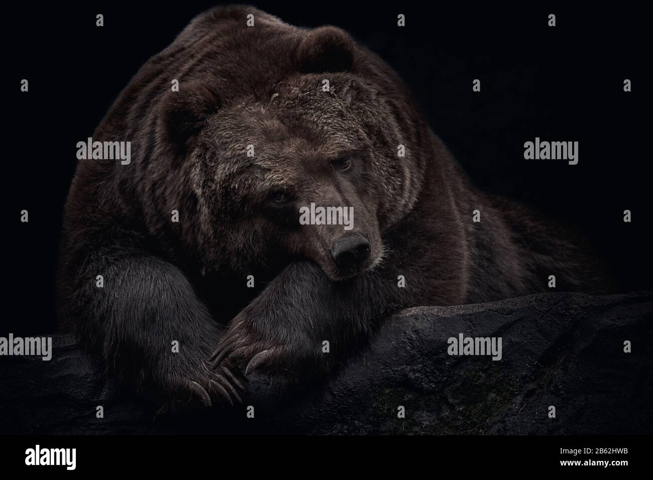 Orso bruno stanco Kamchatka (Ursus arctos beringianus) su roccia, isolato su sfondo nero Foto Stock