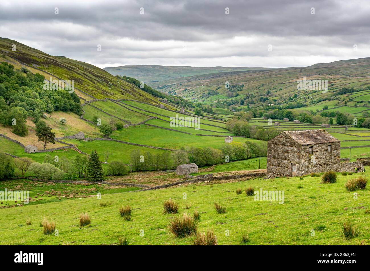 Vista che guarda verso il basso su tradizionali fienili in pietra a Swaledale, vicino a Thwaite, Yorkshire Dales National Park. Foto Stock