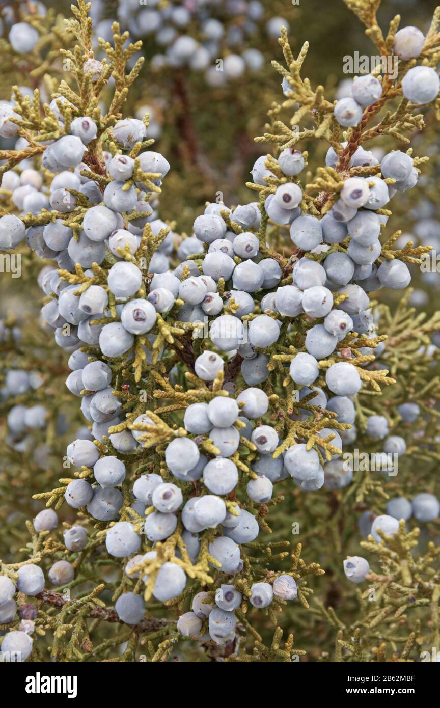 un grande gruppo di bacche di ginepro che crescono su un albero Foto Stock