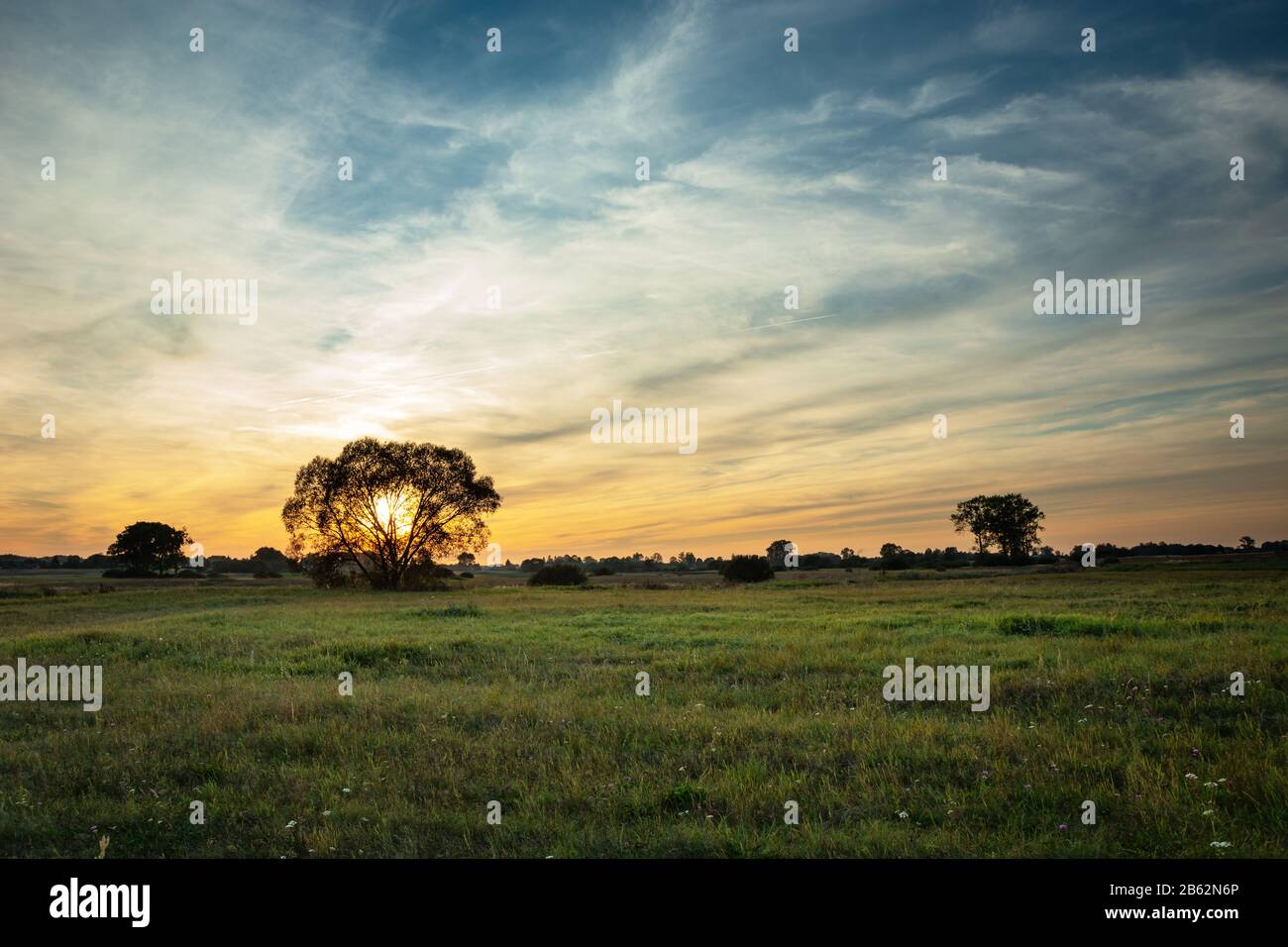 Tramonto dietro un albero su un prato verde e nuvole bianche sul cielo, vista estiva Foto Stock