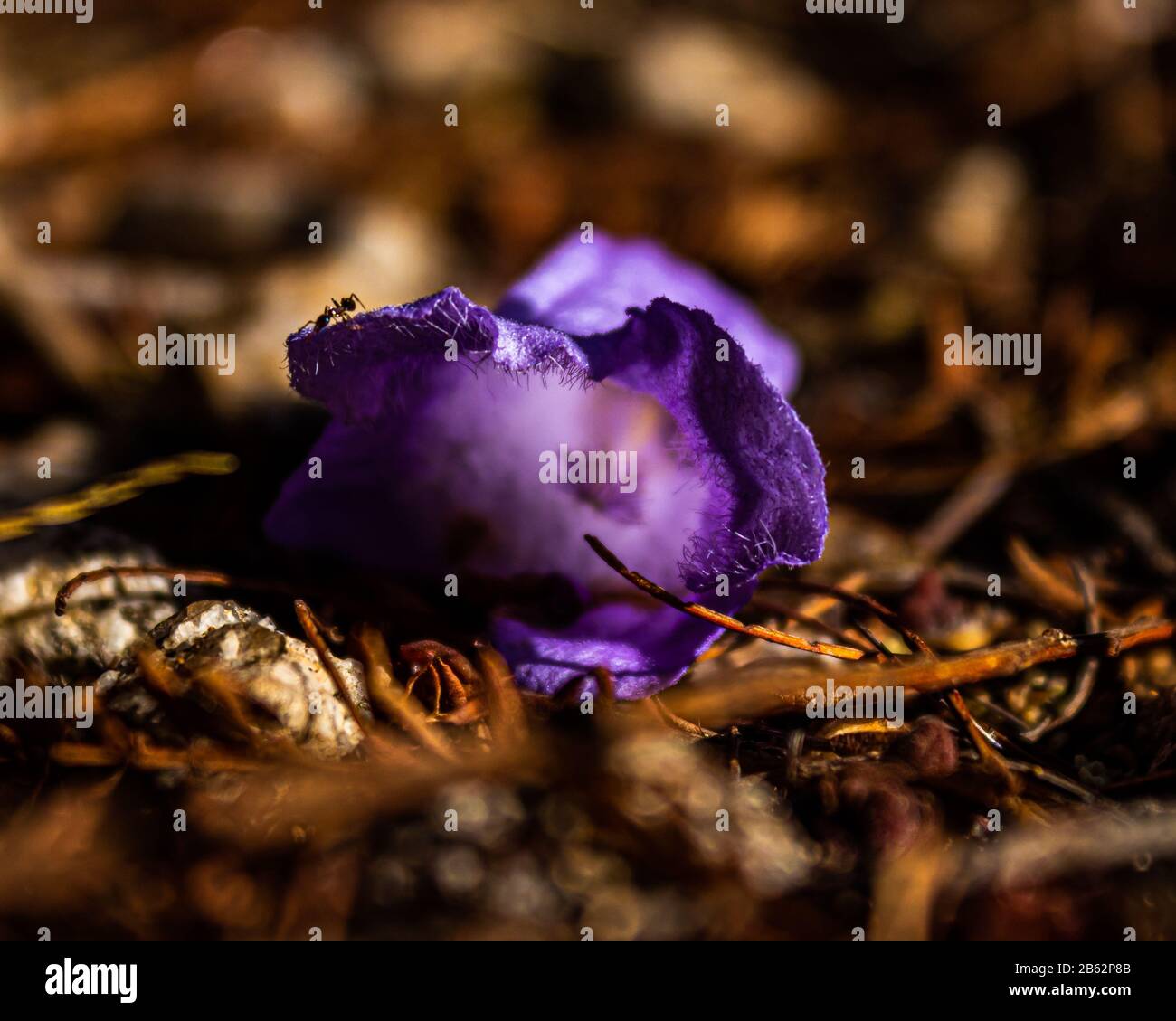 Un fiore di Jacaranda con una formica che cammina sopra di esso Foto Stock