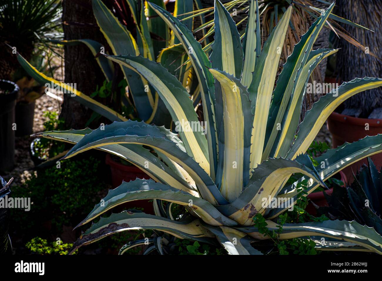 giardino asciutto con piante di agave in vaso bassa manutenzione, giardino mediterraneo Foto Stock