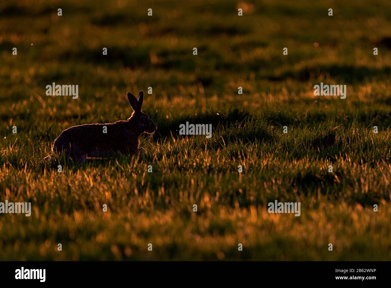 European Brown Hare (Lepus europaeus) al sole di fine estate Foto Stock