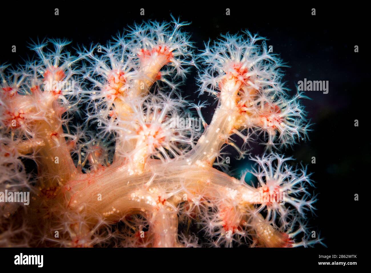 Corallo rosso tenue sott'acqua nel Golfo di San Lorenzo Foto Stock