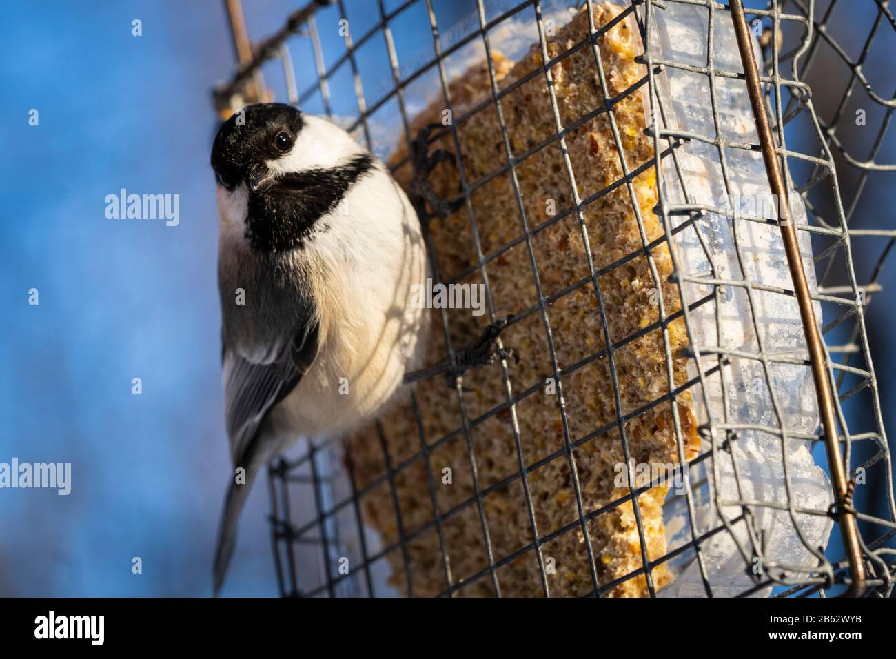 Chickadee con cappucchi neri che mangia all'alimentatore di uccelli durante l'inverno Foto Stock